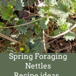 Spring Foraging – Nettles